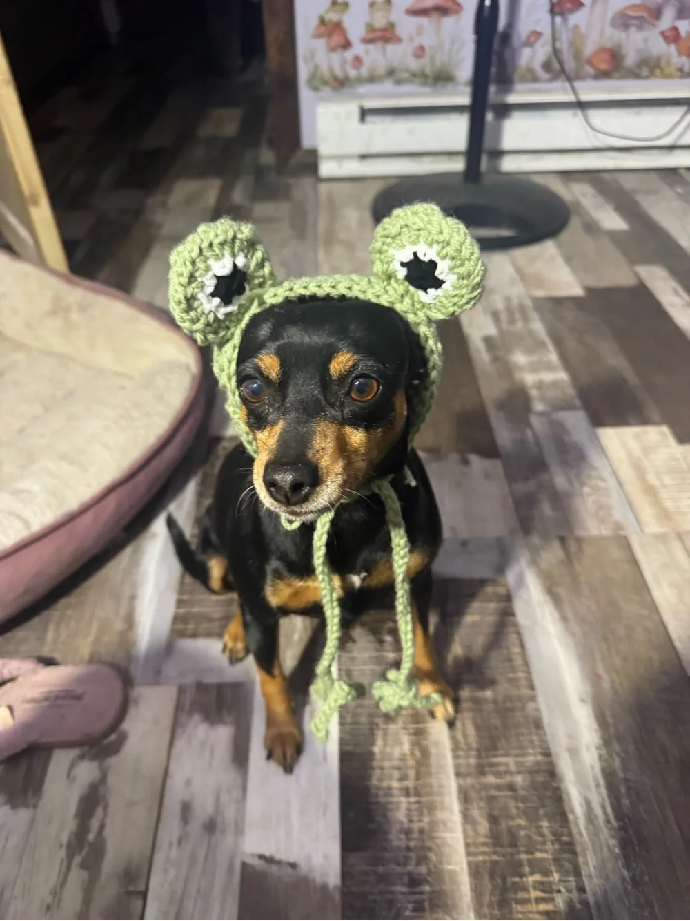 Handmade Light Green Crochet Dog Hat - Cute Ear Accessory